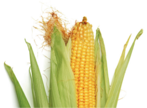 Sweet Corn